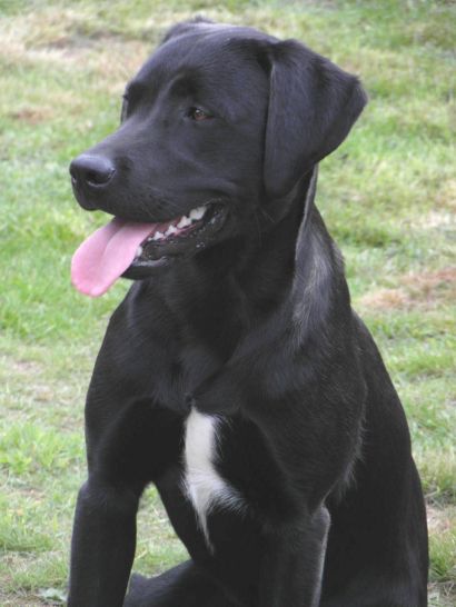 Labrador Leo