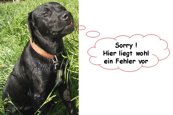 Labrador Leo sagt sorry